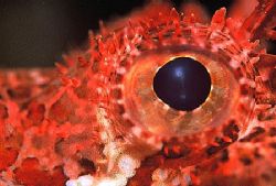 "Scorpion Fish-Eye"
Taken in Sodwana Bay, South Africa. by Brian Welman 